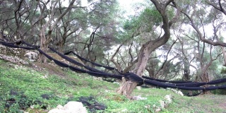 森林的老橄榄树树干是链接网将需要当采摘