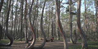 弯曲的树木在弯曲的森林“Krzywy Las”在波兰Gryfino