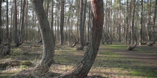 弯曲的树木在弯曲的森林“Krzywy Las”在波兰Gryfino