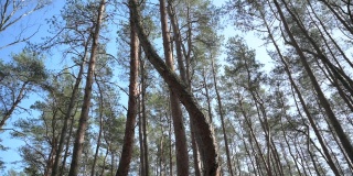 波兰格里菲诺“Krzywy Las”弯曲森林中的松树顶部