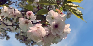 樱花枝在蓝天的背景下盛开。春天的概念