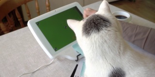 一只顽皮的长着黑点的白猫和一位女主人坐在一台chromakey平板电脑前挑选商品，这只猫用爪子抓住了女主人的手。宠物网购