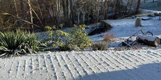 杜鹃花和牡丹在雪冬园