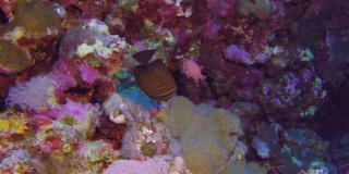海底石斑鱼背景海洋景观在红海。