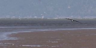 秃鹰在加拿大温哥华的海滩上飞行和降落