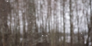 模糊，散焦视频的大雪在森林。美丽的冬季景观，雪和模糊的树木背景。轻轻飘落的雪花。树枝下的雪。坏雪天气寒冷的一天。