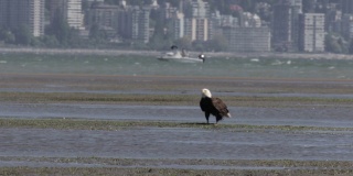 加拿大温哥华海滩上的秃鹰