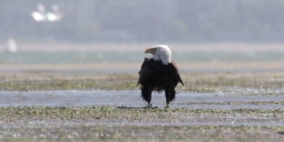 加拿大温哥华海滩上的秃鹰