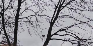 雀鸟(燕雀)冬天以种子为食。树上的雀鸟吃了罗文。在小群中生活的越冬鸟类种类。他们住在森林边缘的公园里。