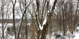 穿过白雪覆盖的树林