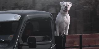 白色拳师犬在一辆旧卡车的后挡板上。