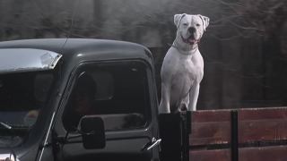 白色拳师犬在一辆旧卡车的后挡板上。视频素材模板下载