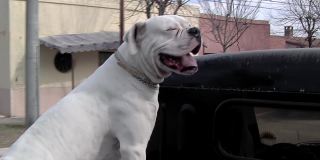 皮卡车后挡板上的白色拳师犬。