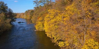 秋天的河流在美丽的黄树之间。在秋日的阳光下，湛蓝的小河在两岸金色的树木间流淌。