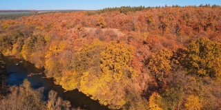 野生自然景观的森林和流动的水。秋天森林里美丽的橙色树梢。碧蓝清澈的湖水在大自然中徜徉。鸟瞰图。