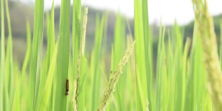 泰国北部水稻上的毛虫