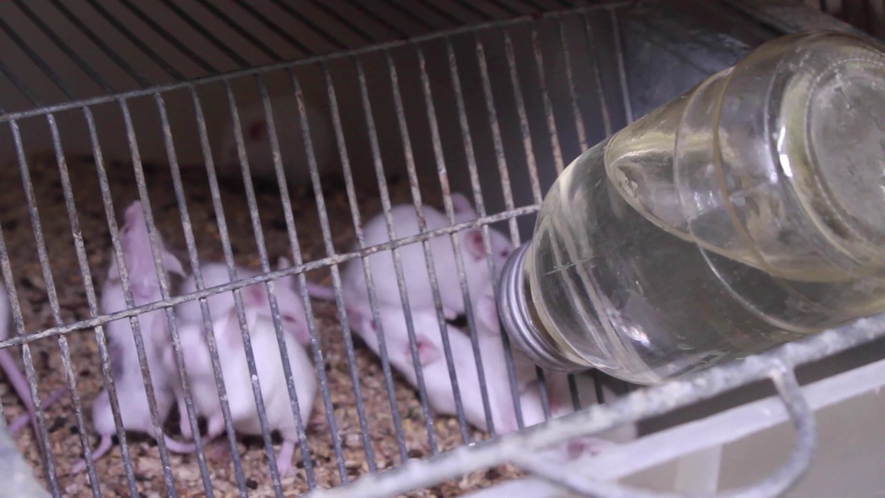 笼子里的实验小白鼠。实验室