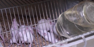笼子里的实验小白鼠。实验室