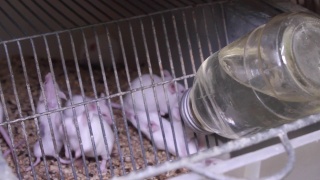 笼子里的实验小白鼠。实验室视频素材模板下载