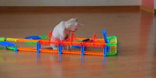 金格小猫在木地板上玩，一辆玩具车在跑道上行驶。最喜欢的宠物。