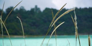 蓝色湖水前的杂草特写。野外的野草。
