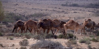 以色列的沙漠里有一群骆驼
