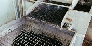 橄榄去叶清洗机，橄榄研磨工业，特级初榨橄榄油。4 k
