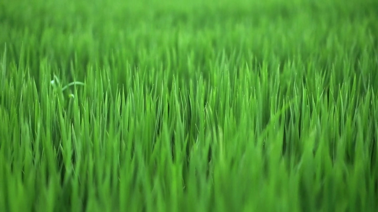 近距离的绿色水稻植物在田间选择焦点