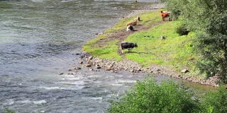 牛在池塘边吃草