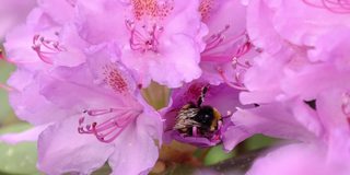 大黄蜂在夏天采集粉色花朵的花蜜，特写镜头。蜜蜂在花园里给花授粉。有选择性的重点。特写镜头。