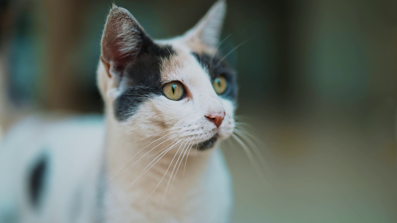 流浪的可爱的猫坐在街上。