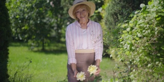 中景拍摄满意快乐的老女人欣赏着花园里的黄玫瑰，微笑着看着镜头。白人退休人员享受园艺的肖像在阳光下摆姿势的慢动作。