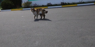 美丽的流浪猫走在路上