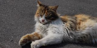 一只流浪猫躺在人行道上，经常呼吸。热,晴朗的日子