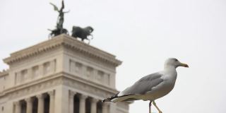 意大利罗马，威尼斯广场上的维托里奥·伊曼纽尔纪念碑上的海鸥。关闭了。