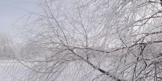 白桦枝头在雪和霜的对抗下