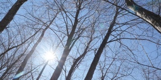 明亮的阳光透过树枝照进来。底部视图。相机运动