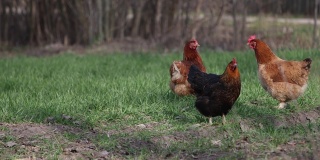 鸡站在绿色的草坪上