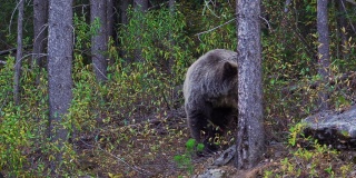 加拿大阿尔伯塔，卡那斯基斯国家，灰熊在它的自然栖息地吃浆果