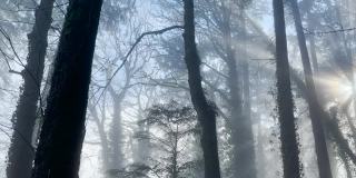 雾中的森林公园