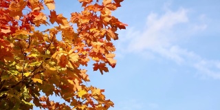枫叶树枝和秋叶的颜色梯度