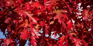橡树叶子在风的吹拂下呈现出秋天的色彩