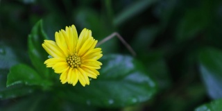 美丽的黄色野花