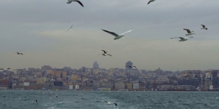 海鸥在亚洲和欧洲之间的伊斯坦布尔轮渡后面飞翔。