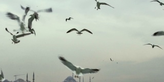 海鸥在亚洲和欧洲之间的伊斯坦布尔轮渡后面飞翔。海鸥在横跨博斯普鲁斯海峡的渡船后面飞翔