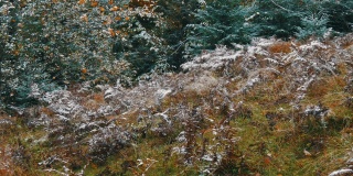 喀尔巴阡山脉覆盖着初雪、蕨类植物、云杉和树木