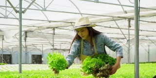 亚洲农妇拿着装满蔬菜沙拉的木箱在水培农场系统的温室。有机食品概念控制环境，照明，温度，水