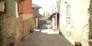 土耳其的一个村庄里空荡荡的街道和鸡群。