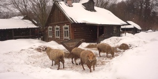 下雪时绵羊在农场上吃草。农业和农场宠物。羊的生活和照顾