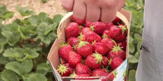 近距离看，纸篓里装满了成熟的红草莓。有机水果。新收获甜美新鲜的红草莓，生长在土壤外面，收获成熟可口的草莓